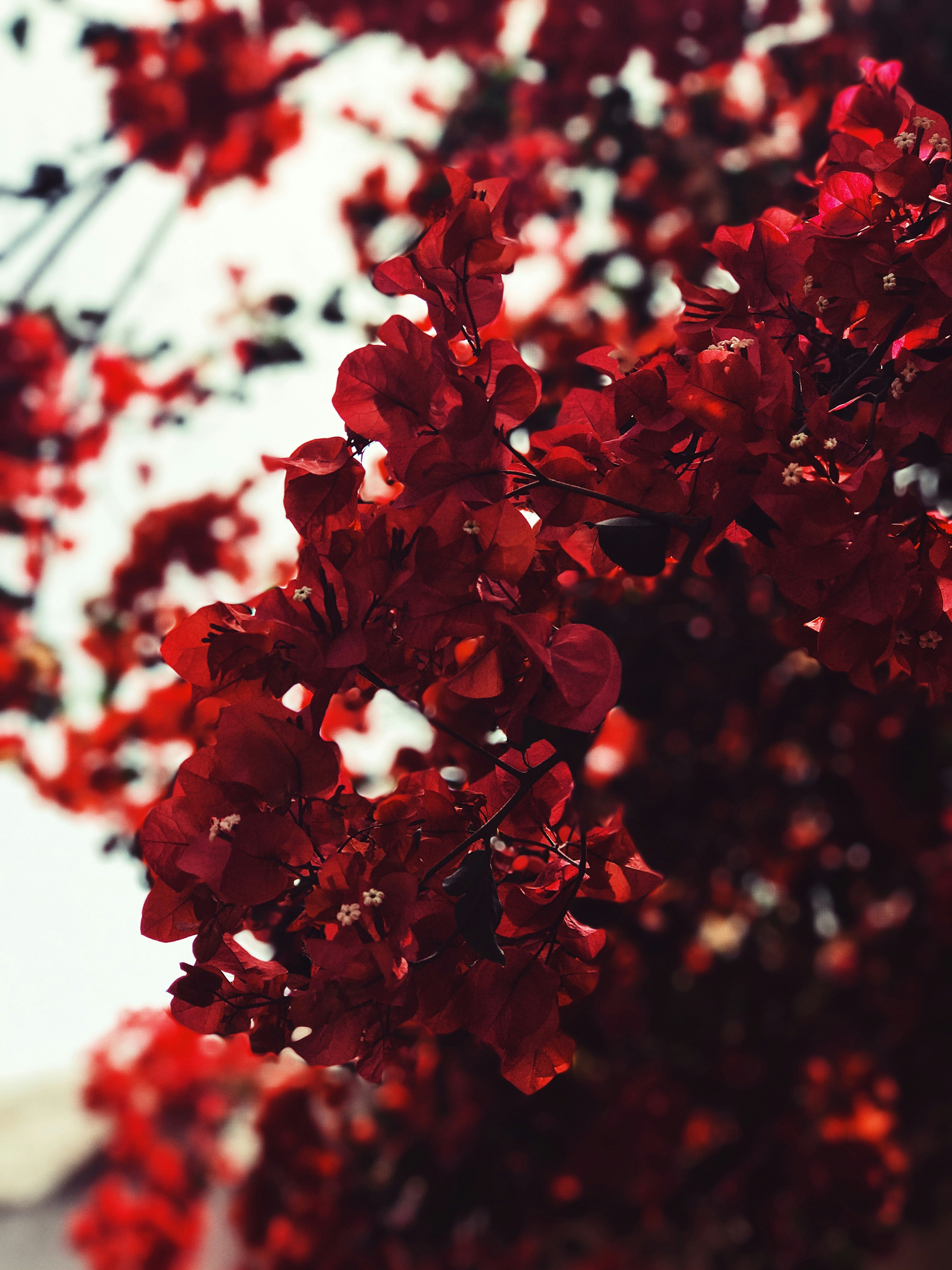 red leaves